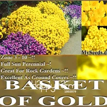 100 шт./лот Большая распродажа! Корзина золотого карликового дерева, отлично подходит для горного сада, многолетние в холодных условиях зоны Цветочные растения