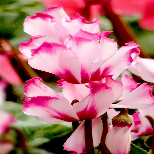 100 шт цикламен бонсай смешанный комнатный цветок в горшках многолетние растения Цветущие растения для балконного сада бонсай естественный рост
