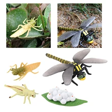 

Dragonfly Lifespan Cycle Solid Plastic Toy Animal Bug Growth