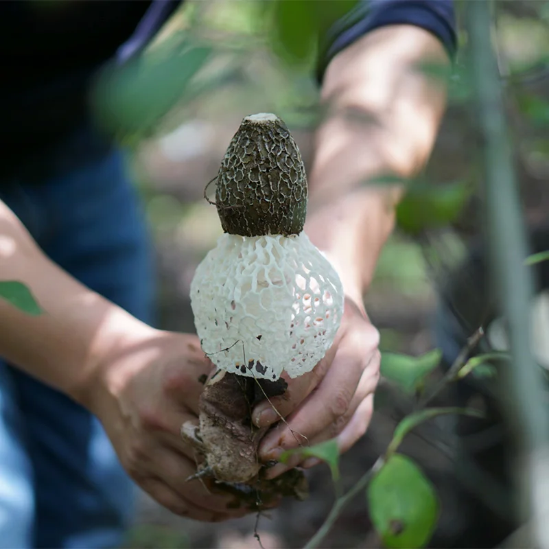 Phallus Indusiatus грибок ската бамбуковый Zhu Sun | Дом и сад