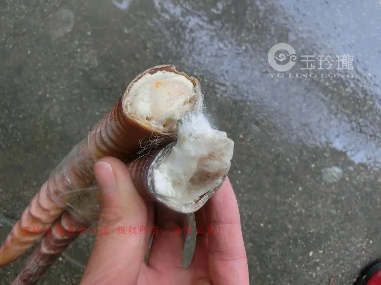 Родные домашние дикие Овцы Рог ручной работы