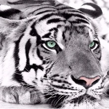 Beibehang пользовательские обои Лес Тигр джунгли фреска спальня гостиная диван ТВ фон стены украшения дома 3d обои