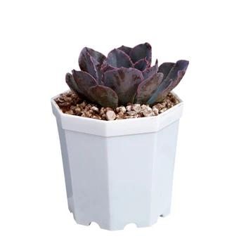 

Plastic Octagonal Flower Pot Thickened Succulent Flower Pot Balcony Flower White Elegant Plastic Flower Pot Blue 5 Pack Top