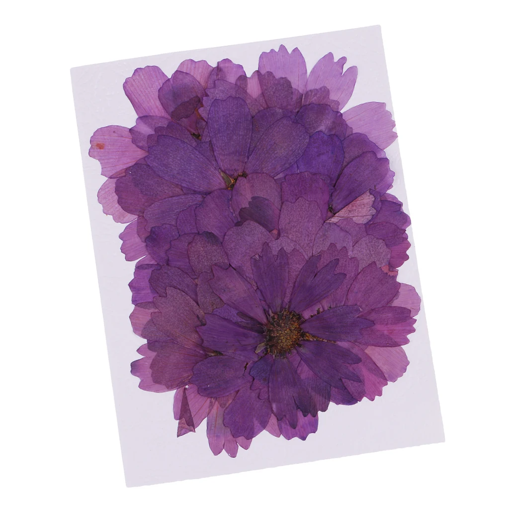 20pcs Pressed Real Dried Flower Purple Coreopsis Jewelry Making Accessories for Candle Making DIY Craft Resin Casting Ornament