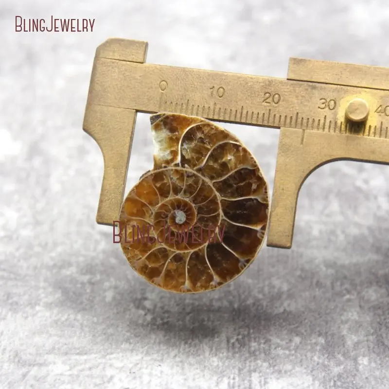 Натуральный аммонит морская улитка раковина сыфонария Наутилус подвеска из