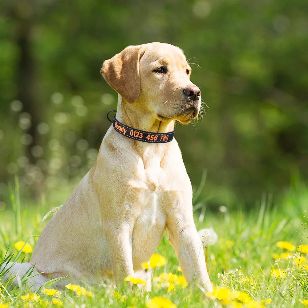 Вышитый персонализированный ошейник для собаки, светоотражающий регулируемый нейлоновый ошейник для питомца, имя щенка