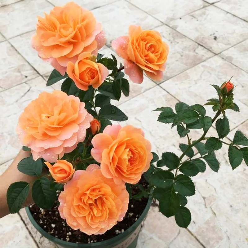 

Holland Balcony Series Fruit Juice Balcony Big Flower Micro Month Four Seasons Flowering Orange Rose Seedlings Multi-headed Flav