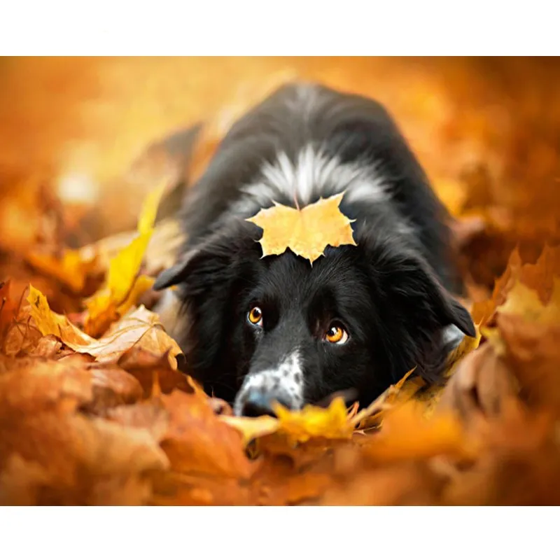 

GATYZTORY diy frame Maple Leaves Dog DIY Painting By Numbers Animals Calligraphy Painting Modern Wall Art Canvas For Home Decors