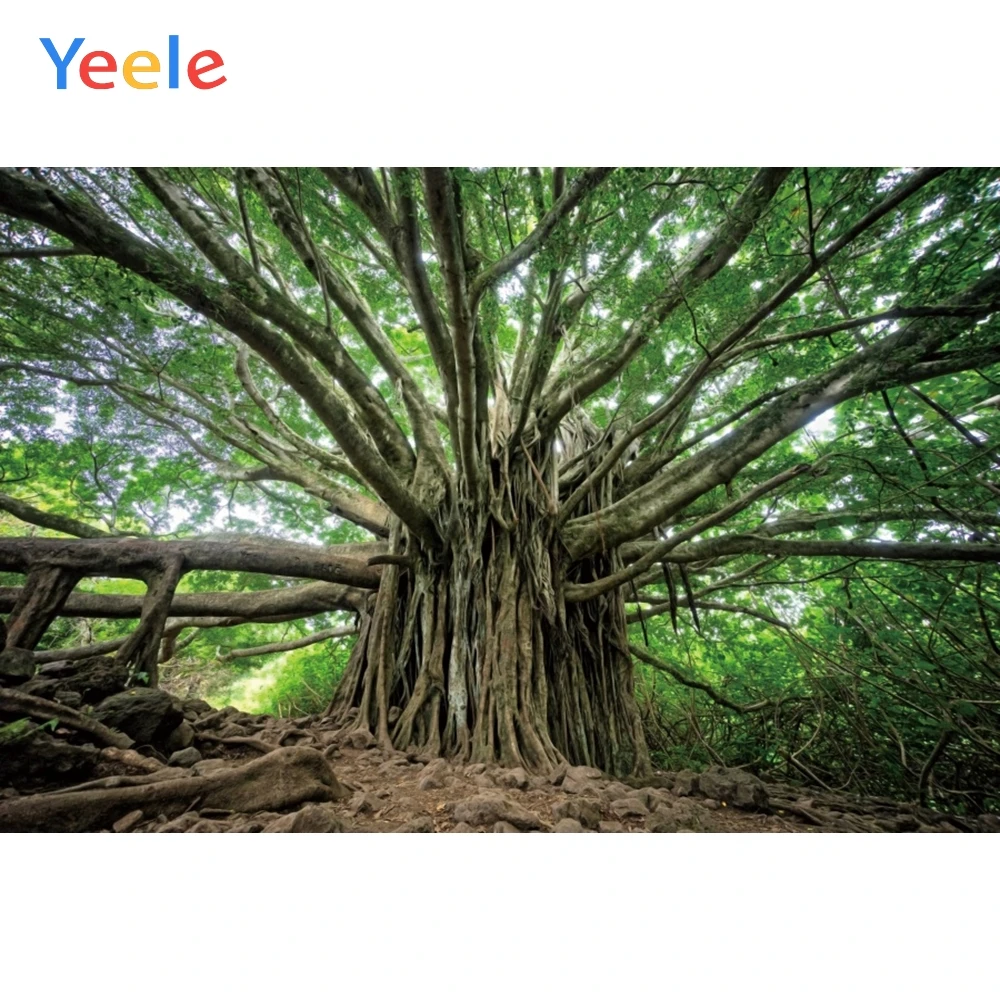 Yeele гигантское дерево лес Зеленая природа сцена живой фотографии фоны