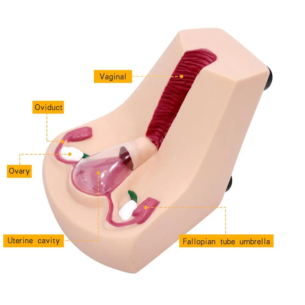 Female-Intrauterine-Contraceptive-Device-Model-IUD-Training-Simulator (4)