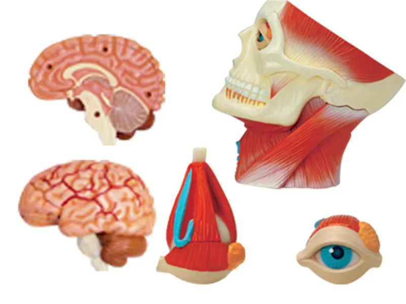 Модель анатомическая модель для сборки тела из мозговой ткани, Бесплатная доставка, медицинские принадлежности 4D, человеческие мышцы