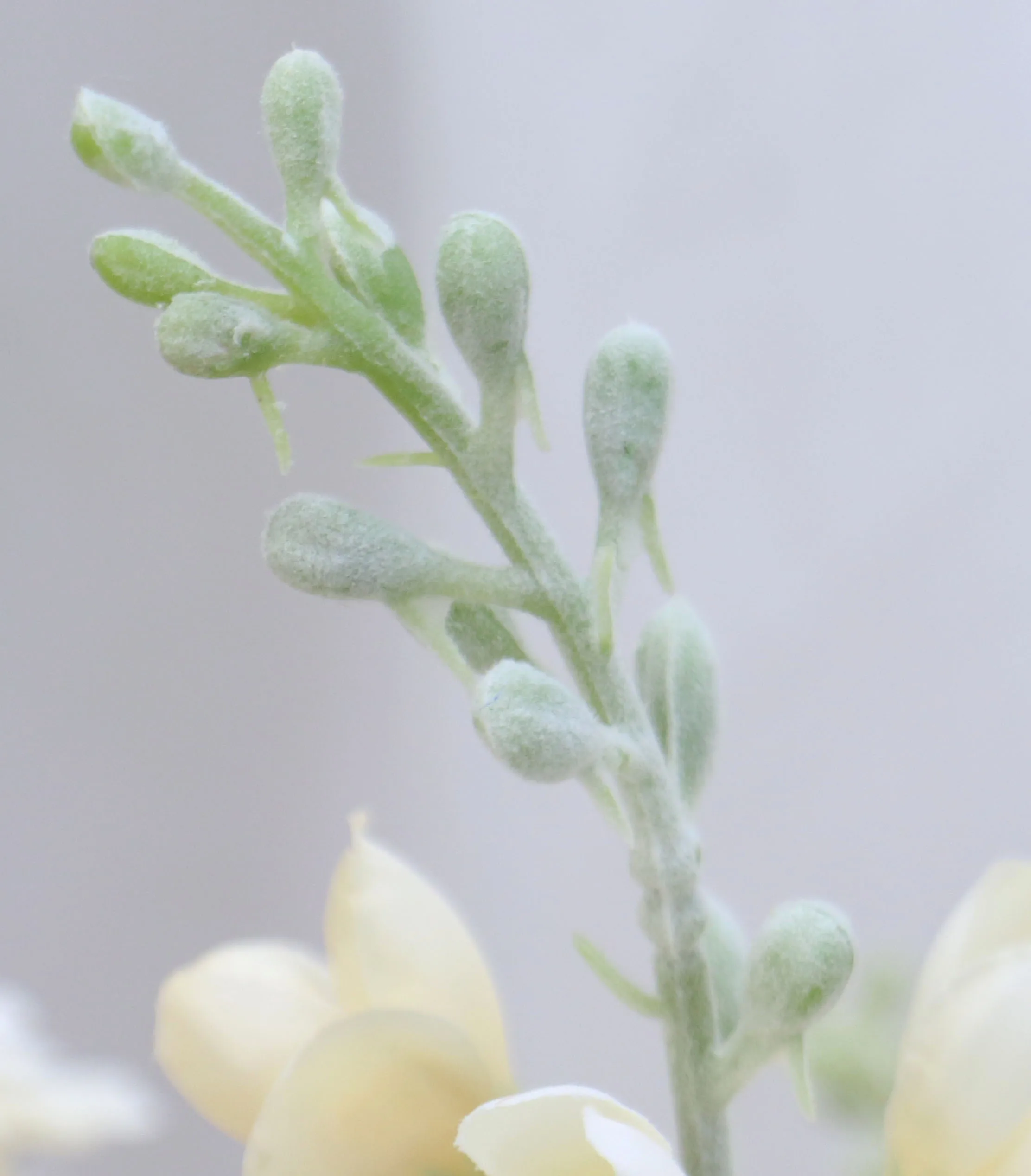 87 см фиолетовый delphinium DIY букет орхидей Шелковый гиацинт Континентальный Искусственные цветы Свадебные, домашние, вечерние, рождественские украшения