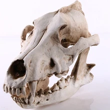 Волк Скульптура черепа модель волк собака Скелет Смола моделирование животное череп модель домашний офис бар декоративная статуэтка ремесло орнамент