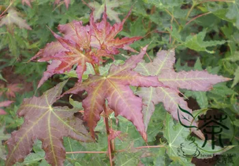 

Acer Mono Acer Pictum Painted Maple Wu-Jiao-Feng