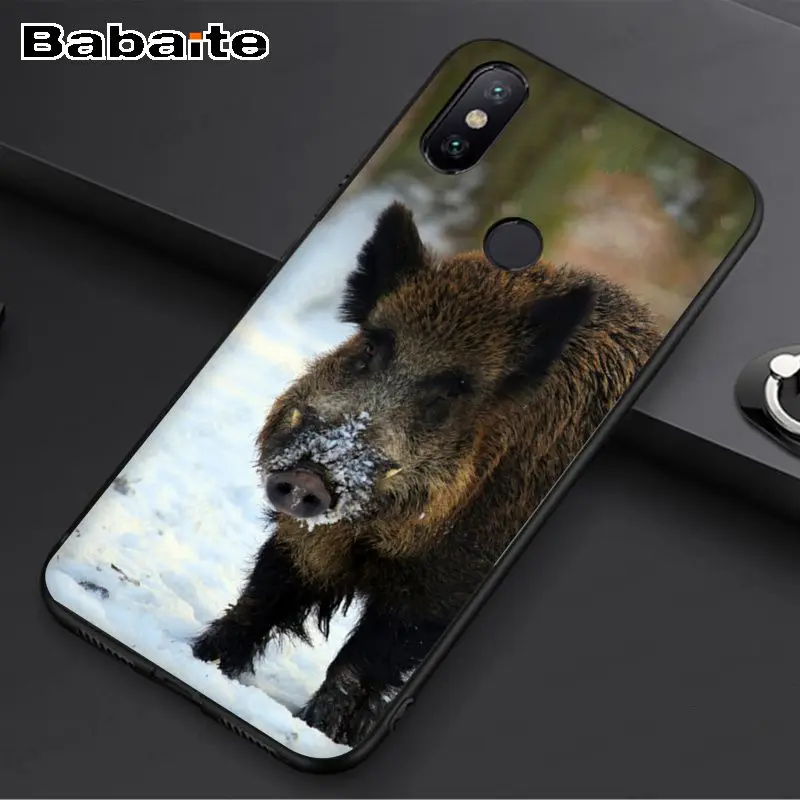 Wild Boar pig animal