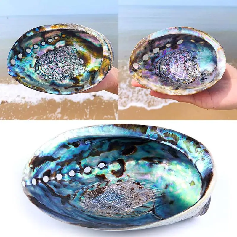 

15-16CM Mexican Big Blue Abalone Shell Natural Abalone Shell Home Desk Fish Tank Accessories Aquarium Beach Decorations For Home