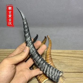 

Exquisite natural domesticated wild goat horn