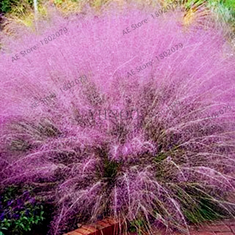 100 шт./пакет овсяница травы(Festuca glauca) Сад засухоустойчивых декоративная трава flores многолетнее бонсай растения для домашнего использования