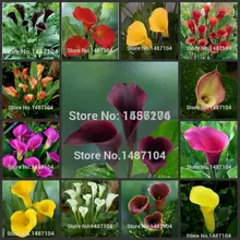 100 шт Свежие настоящие Калла Лилия-зантедескья аефика цветок P-semillas sementes(Ma-ti-lian