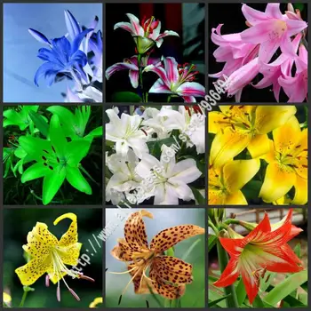 

Plant Flower Bath Salts Leopard Print lily Essence 100Pcs XZZ-134
