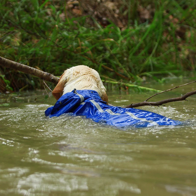 dog raincoat labrador