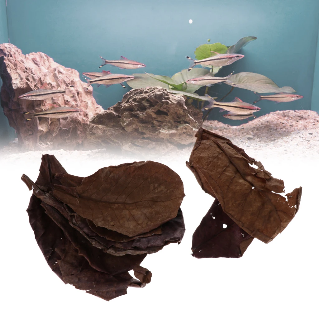 Set of 10 Fish Tank Indian Almond Leaves  For Betta Fish & Shrimps
