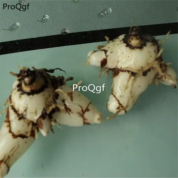 

Ngryise 5Pcs A Set Bletilla striata Root