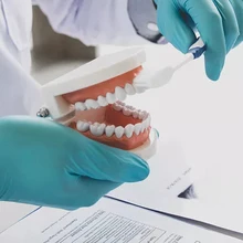 

Teeth Model Denture Model with 28 teeth Brush Teeth Model for Clean Display Dental Mouth Model for Kids Early Teaching Practice