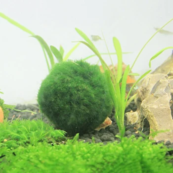 

3/1Pcs Aquarium Landscape Real Grass Live Mousse Green Aquarium Ornamental Prospects Grass Aquarium Real Green Plant Decoration
