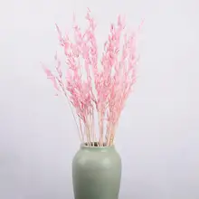 50 шт./лот, натуральный сушеный цветок, геркон, букет цветов для свадьбы, украшения дома, высокое качество, фрагмит, булраш, ветка, реквизит для фотосессии