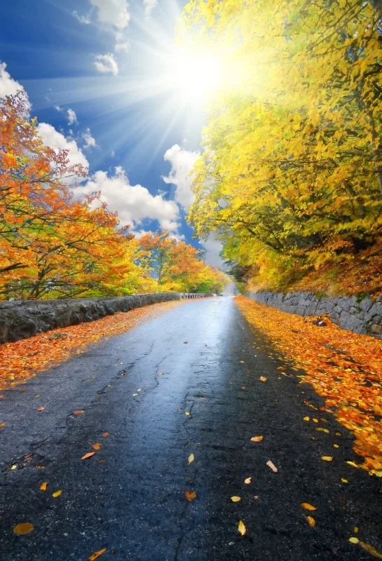 

Laeacco Autumn Scenic Sun Shine Road Forest Sky Cloud Photography Backdrop Fallen Leaves Photographic Background Photo Studio