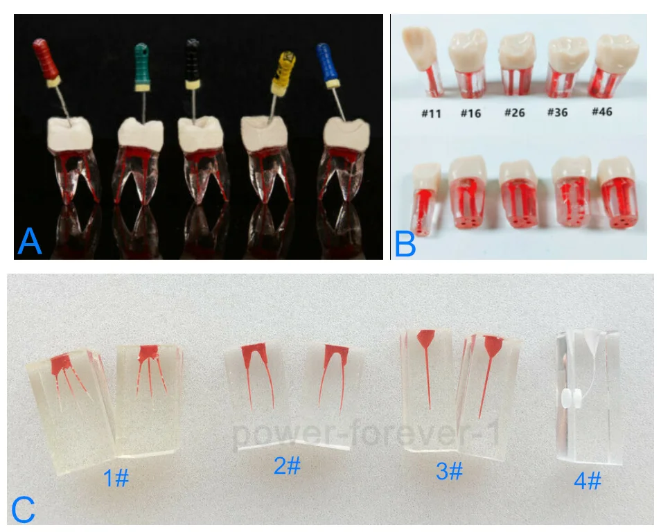 2Pieces School Endo Blocks Root Canal Files Every Day File Practise Curved Red Pulp Dental Study Model Dentist Teaching Training afbeelding