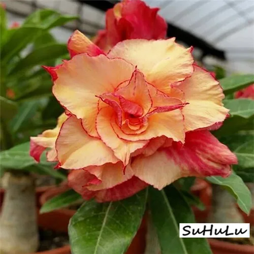 5 шт.,, настоящая пустынная Роза, экзотические растения Adenium Obesum, цветы, бонсай, растения для очистки воздуха, для дома, сада, цветы в горшках - Цвет: 5