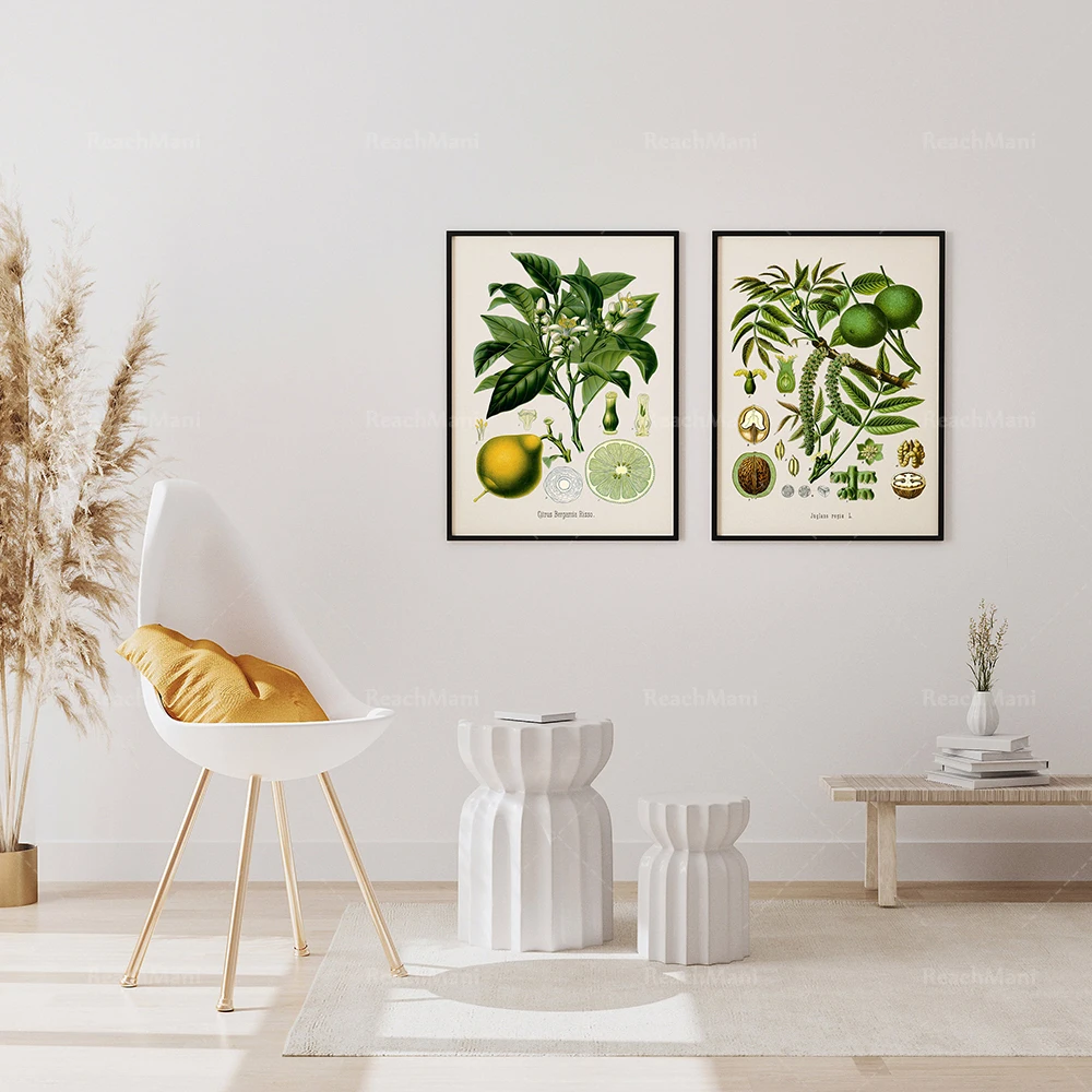Limes /& Walnuts Digital Prints Prints of Food French Art Engravings Vintage Botanical Prints Bohemian Set of Two Prints for Kitchen