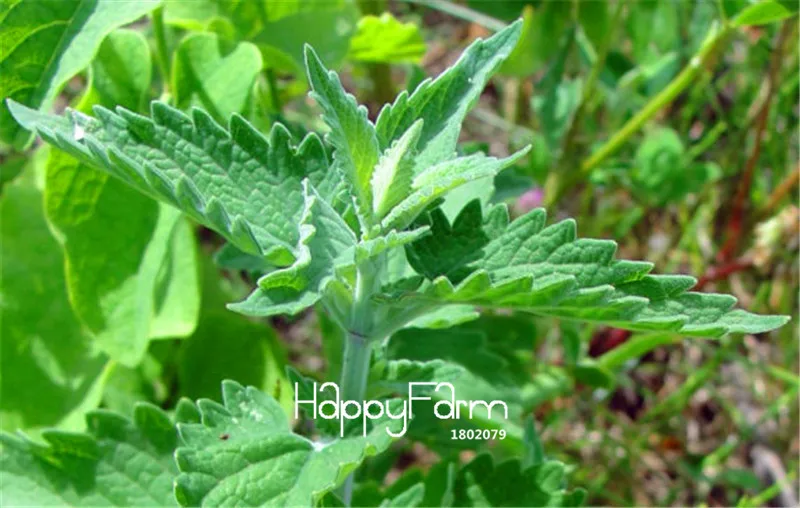 100 шт./лот новые свежие Nepeta катария, кошачья мята, бонсай растения для дома Садоводство цветок балконные Горшки Цветочные растения
