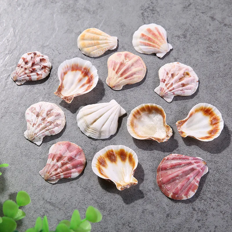 Thick Scalloped Conch for Fish Natural Decor Pattern Ocean Landscape Mediterranean Style 10 PCs/Lot