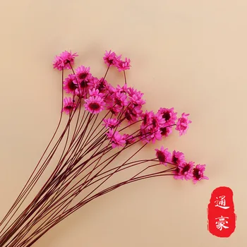 

Brazil xiao xing hua Import Eternal Life hua li he pei cai Chrysanthemum Flowers Home Photo Props DIY Auxiliary Materials