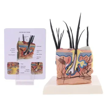 

Sick Dog Canine Skin Anatomical Model Veterinary Vet Anatomy Display Teaching Research
