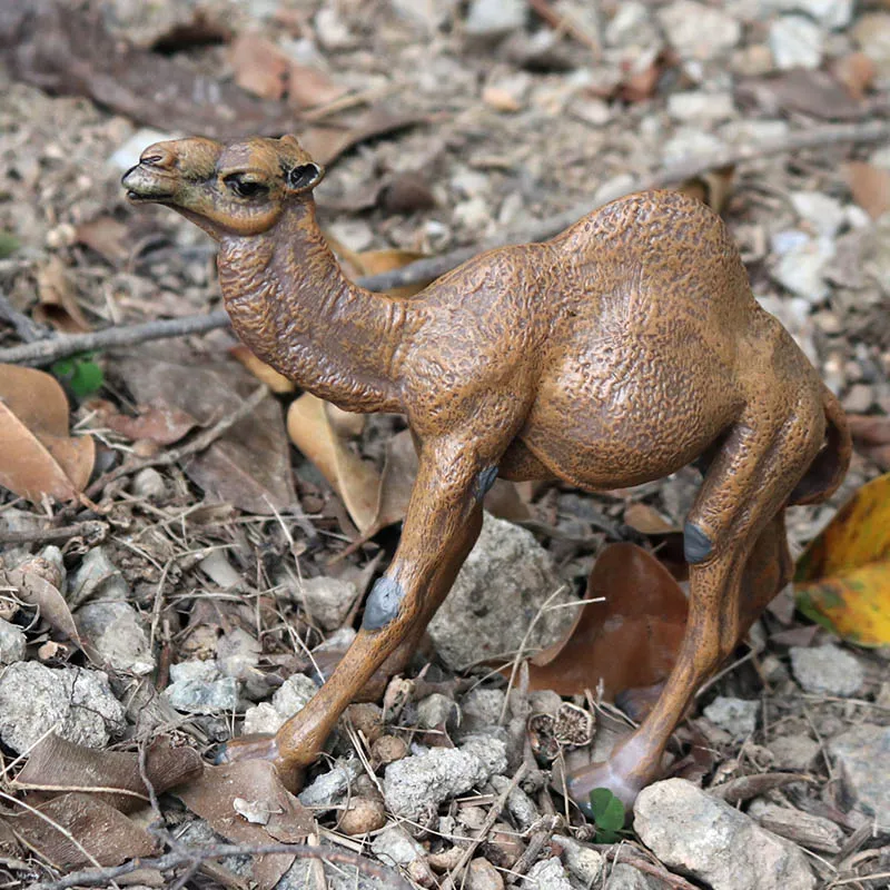 PL127-599大单峰骆驼