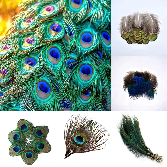 10Pcs/lot Dyeing Peacock Feathers For Crafts Length 30-35CM 12-14inch  Peacock Feather Diy Jewelry Decorative Pheasant Feathers - AliExpress