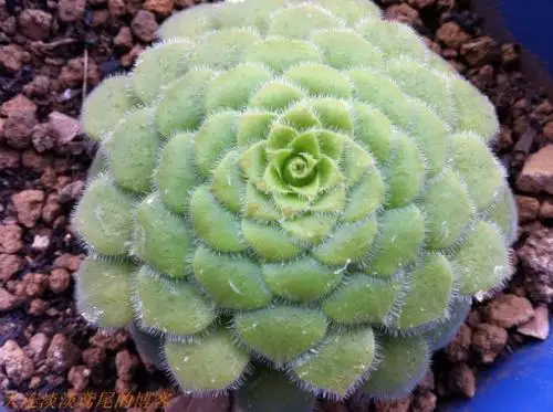 100 шт свежий настоящий Aeonium tabuliforme Oo-Mingjing-Succulent F - Цвет: Черный