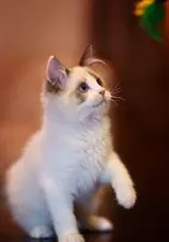 Automatic Smart Cat Toys Ball Interactive Catnip USB Rechargeable Self Rotating Colorful