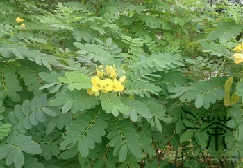 

Senna Surattensis Cassia Surattensis Huang Huai Jue Ming