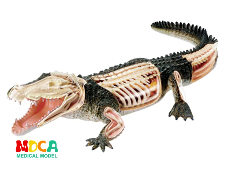 Crocodile 26114 Сборная игрушка животное собака кошка курица лошадь Акула КИТ биология орган анатомическая модель для медиков обучающая модель 4d мастер-головоломка - Цвет: Crocodile 26114