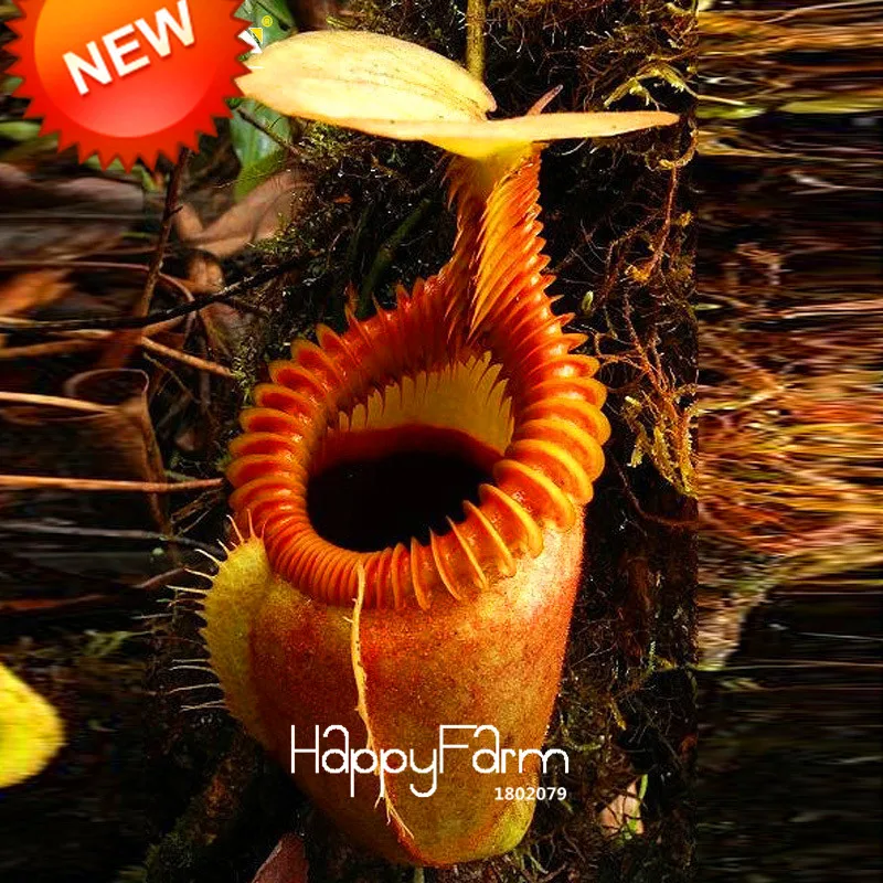 

Time-Limit!!11 Various Nepenthes garden Balcony Potted Bonsai Plants flores Bonsai Carnivorous Plants plantas 50 Pcs/Pack,#O95HK