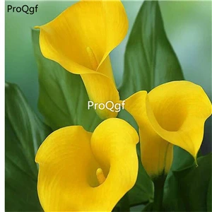Ngryise 3 шт. набор 10-15 см кластер большая лампа Zantedeschia aeperica Calla lily - Цвет: 7