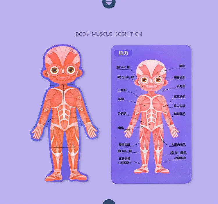 Обучающие человеческие когнитивные головоломки, структура тела, головоломка, Обучающие игрушки, научная помощь детям, понимание структуры тела, деревянная игрушка