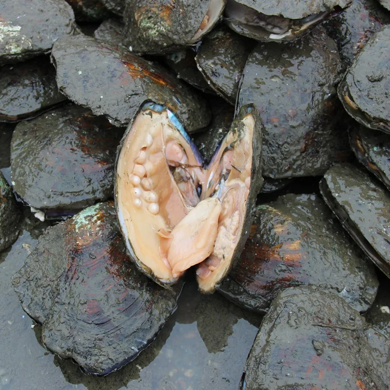 Günstig Austern Perlen in Süßwasser Natürliche Perlen großhandel, große Wünschen Perle Oyster Shell Mit Vakuum verpackt Geschenk Großhandel Multi farbe