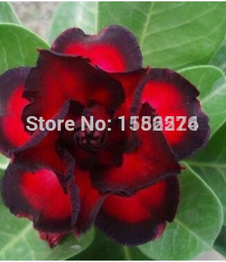 5 шт красочные Свежие Редкие Adenium Obesum Oo( натуральная