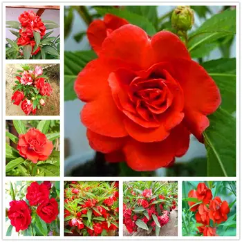 

Plant Flower Bath Salts Red Camellia Essence 100Pcs XZZ-299